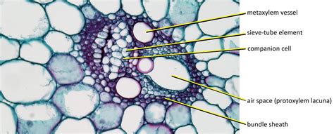 3.3.2: Internal Anatomy of the Primary Stem - Biology LibreTexts