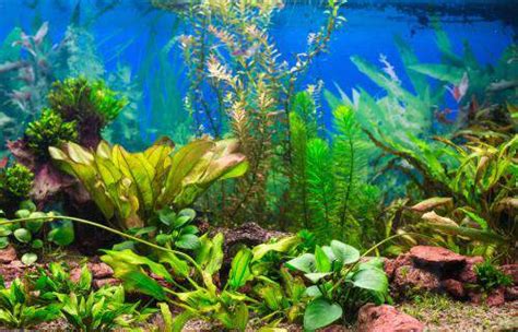 Choosing the Right Aquarium Plant, aquariums - okgo.net