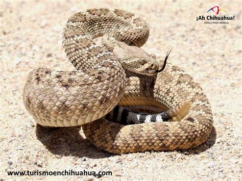 TURISMO EN CHIHUAHUA LE HABLA DE LA SERPIENTE DE CASCABEL 5 | Animales del desierto, Desierto de ...