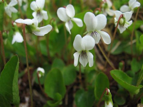 Mid Atlantic Nature: How to Identify the White Violets of the Mid Atlantic Region