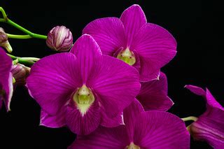 Dendrobium Tanida Pink Stripe... | Dendrobium Tanida Pink St… | Flickr