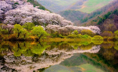 Cherry blossom trees, spring, forest, mountains, lake HD wallpaper | Wallpaper Flare