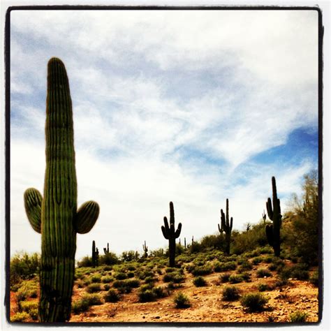 Arizona Cacti | Arizona cactus, Arizona, Cactus plants