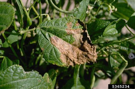 Common bacterial blight of beans, fuscous blight (Xanthomonas axonopodis pv. phaseoli (Smith 1897)