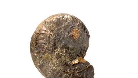 Ammonite Shell image - Free stock photo - Public Domain photo - CC0 Images