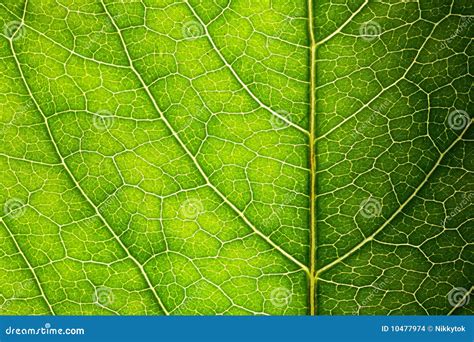 Green leaf texture stock photo. Image of detail, growth - 10477974