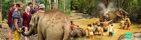 Chiang Mai Elephant Sanctuary Visit (Half/Full Day/Overnight) - Trazy ...