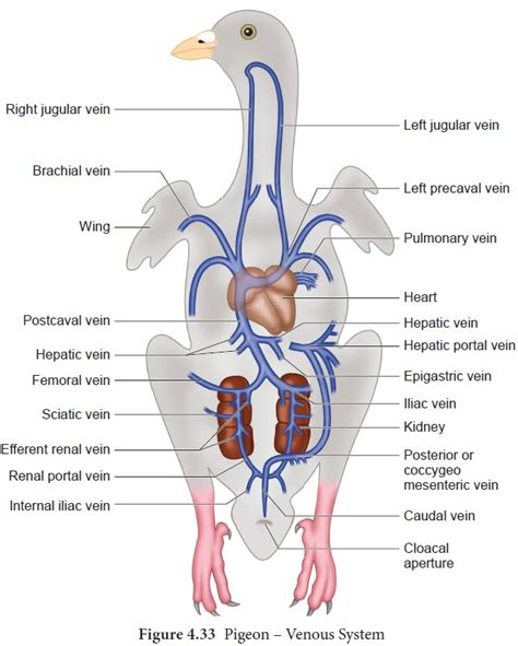 Circulatory System Of Pigeon - skegtips