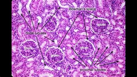 Nephron Histology - YouTube