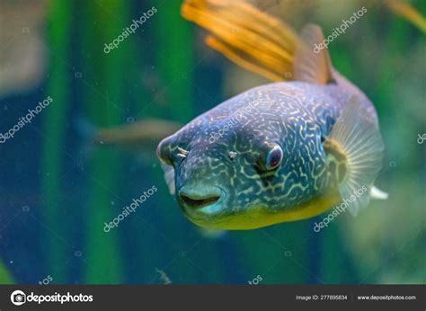 Close Shot Beautiful Fugu Fish Aquarium Stock Photo by ©zoltanmajor 277895834