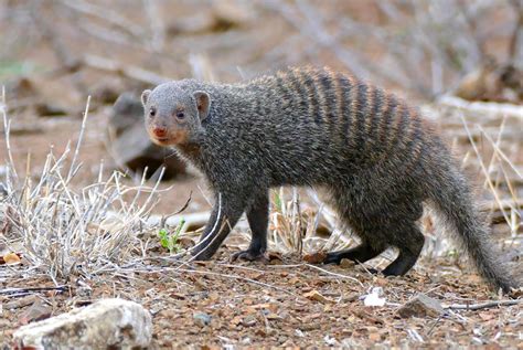 Banded mongoose | Mongoose, Mammals, Animals