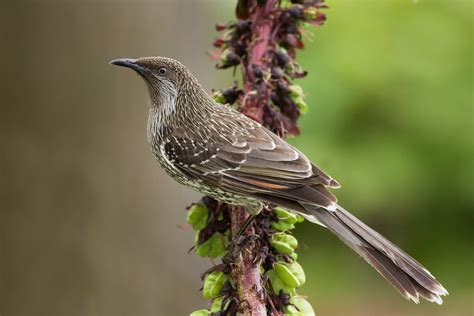 Meliphagidae - Honeyeaters, Chats photo gallery | Wildlife Journal Junior