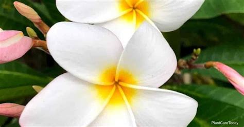 Colorful Types Of Plumeria (Frangipani) And Their Fragrant Blooms