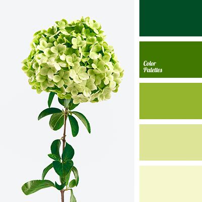 shades of light-green | Color Palette Ideas