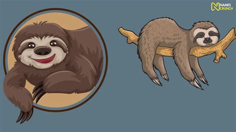 470+ Funny Sloth Names [Clever Ideas] - Names Crunch