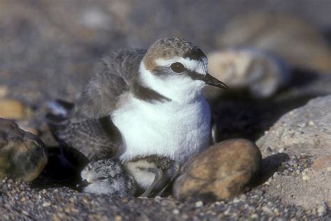 Respect habitat of western snowy plover | Local News | theworldlink.com