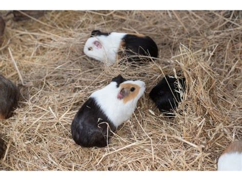 Guinea Pig Hay (What Type, How Much): A Complete Guide For Owners