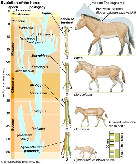 “DAWN HORSE” OF EVOLUTION ACTUALLY A HYRAX MAMMAL ALIVE TODAY ...