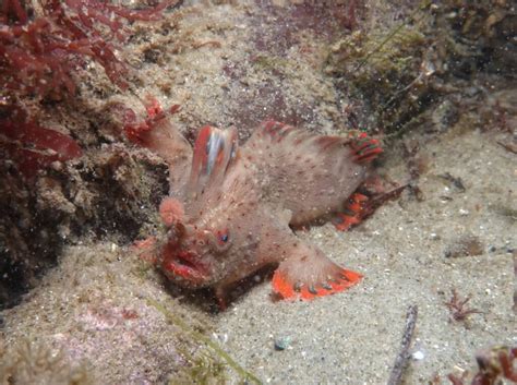 Red_227 - Handfish Conservation Project