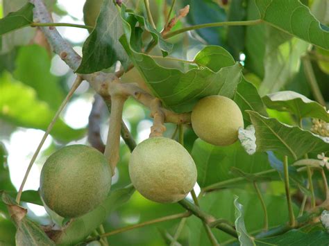 Candlenut tree, Kukui, Indian Walnut | Herbal leaves, Herbal plants, Kukui