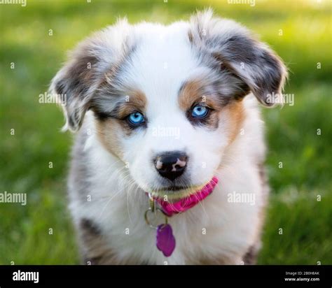 Australian Shepherd Puppy, outside on sunny lawn, with blue eyes, looking at camera Stock Photo ...