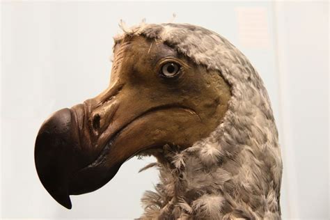 In Photos: The Famous Flightless Dodo Bird | Live Science