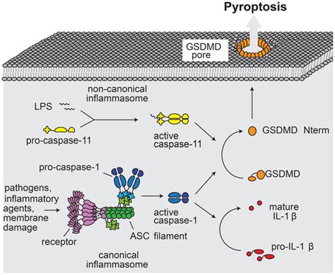 Model for GSDMD-mediated pyroptotic cell death. Canonical inflammasomes ...