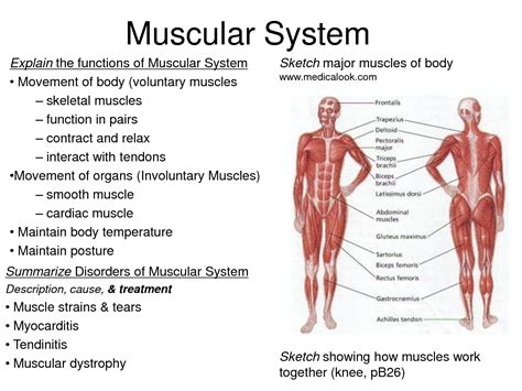 muscular system facts | The Human Body | Pinterest | Muscular system