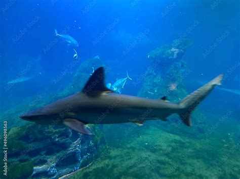 Baby shark in aquarium Stock Photo | Adobe Stock