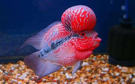 Flowerhorn Cichlid Care, Types, & More | Ultimate Guide - Fish Laboratory