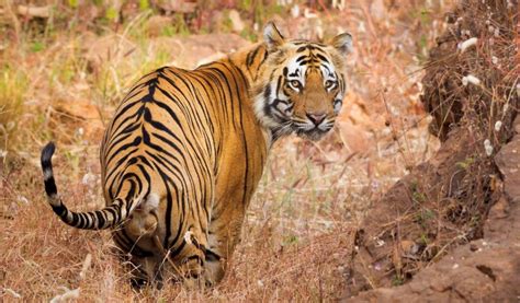 Tiger Safari in India | Wildlife Tour and Travel Packages