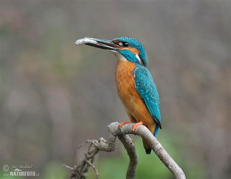 Common Kingfisher Photos, Common Kingfisher Images, Nature Wildlife Pictures | NaturePhoto