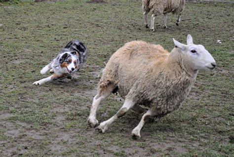 Australian Shepherd Herding