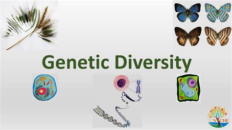 Genetic Diversity | Biodiversity, Wildlife Conservation and Management-2 | NICHE - YouTube