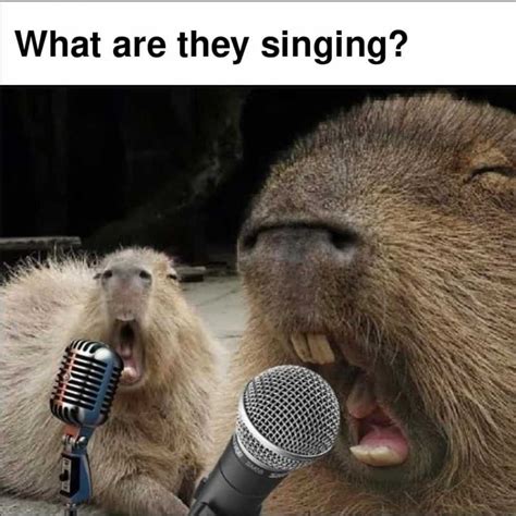 Capybara Meme Discover more interesting Animal, Animals, Capybara, Hipster memes. https://www ...