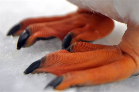 Penguin Feet | Julz D'man | Flickr