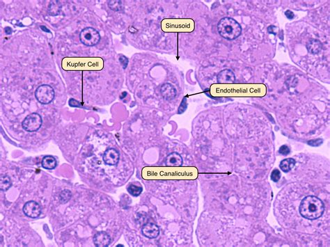 Liver Cells Under Microscope