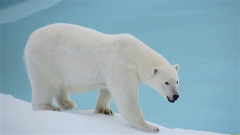 Download Animal Polar Bear 4k Ultra HD Wallpaper