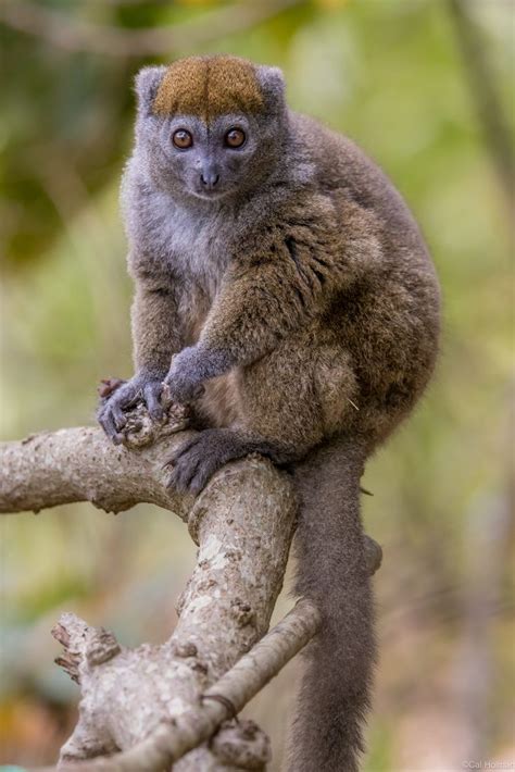 Lemur Park, Madagascar