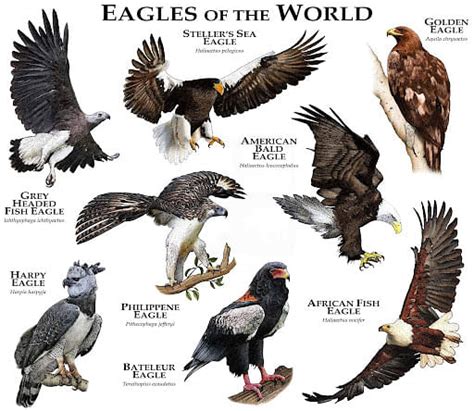 Scientific Name of Eagle: Characteristics & Types of Eagles