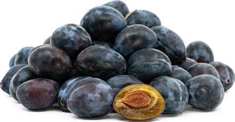 Italian Prune Plums Information and Facts