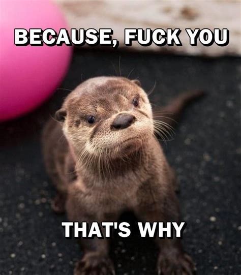 #otter memes #angry memes | Otters, Animals, Baby otters