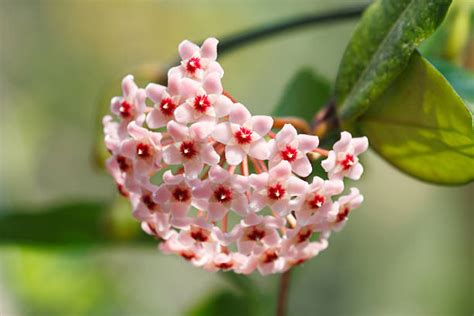 How to Propagate Hoya Plants – Plant Cuttings New Zealand