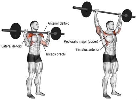 Seated Barbell Shoulder Press Muscles Worked | Awesome Home