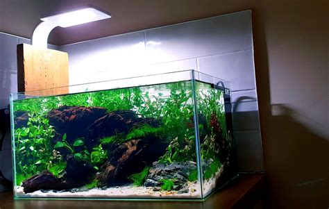 Latests Setup: Endler Guppy Mountain : r/PlantedTank