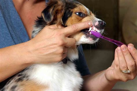 A Closer Look at the Importance of Pet Dental Care | Harpeth Hills ...