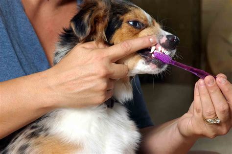 A Closer Look at the Importance of Pet Dental Care | Harpeth Hills ...