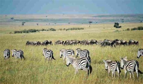 Zebra Habitat - About Zebras - Online Biology Dictionary