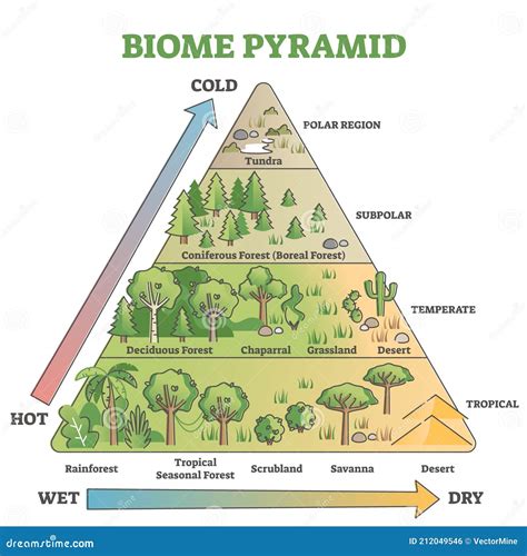 Biome Pyramid As Ecological Weather or Climate Classification Outline Diagram Stock Vector ...