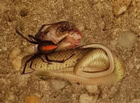 Photos show 'ambitious' Redback spider eating deadly…